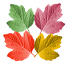foglie colorate in autunno da un fogliame di foglia d'albero