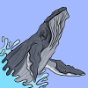 Humpback Whale
