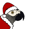 Santa African Grey parrot