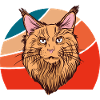 Maine Coon Chat