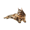 Maine Coon Chat
