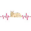 Maine Coon Cat