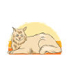 Maine Coon Cat