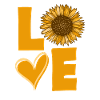 Sonnenblume Liebe