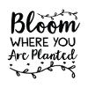 Bloom where are you Planted