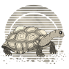 Tortoise