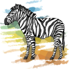 Zebra