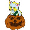 Kitten sits on pumpkin Halloween