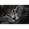 Katzenaugen