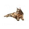 Maine Coon Cat