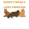 Maine Coon Cat