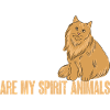 Maine Coon Chat