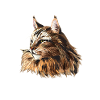 Maine Coon Chat