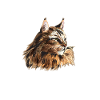 Maine Coon Cat