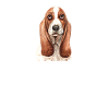 Basset Hound Gift