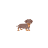 Dachshund