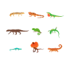 Types of lizards, lizards, reptiles