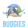 Budgerigar cockatiel Welli Perruche