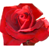 rote rose