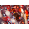 Eichhörnchen im Herbst