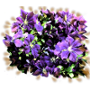 purple flower meadow