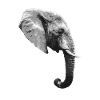 Elephant Head Animal Proboscis Elephant
