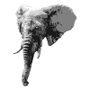 Elephant Head Animal Proboscis Elephant