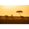 Wildebeest, Gnus D5N 8065