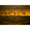 Great Migration