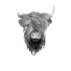 Scottish Highland cattle