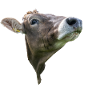 Der Kuhkopf