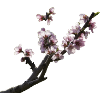 Kirschblüte