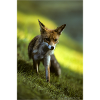 Rotfuchs sichert