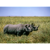 Spitzmaul-Nashörner Kenya
