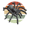Spiders and tarantulas Tarantula