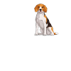 Beagle Gift Dogs