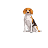 Beagle Gift Dogs