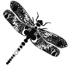 Dragon fly