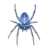 Blue Spider Cross Spider