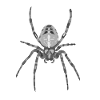 Spider as Halloween motif