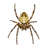 Spinne