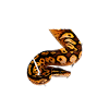 Royal Ball Python Owner