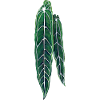 Anthuriums
