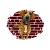 Dog trainer Dog trainer