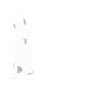 Dog Trainer Dog Trainer