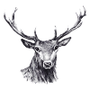 Cerf