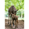 Mama Elch mit Kalb