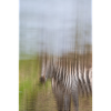 Zebra D5N 0225