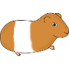 Guinea pig