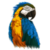 Macaw Parrot Macaw Parrots